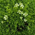 Чубрица - Thymus x citriodorus 'Лемон' - ароматно ядливо растение