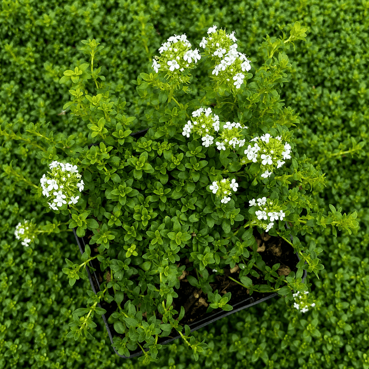 Timo limone - Thymus x citriodorus 'Lemon' - pianta aromatica commestibile