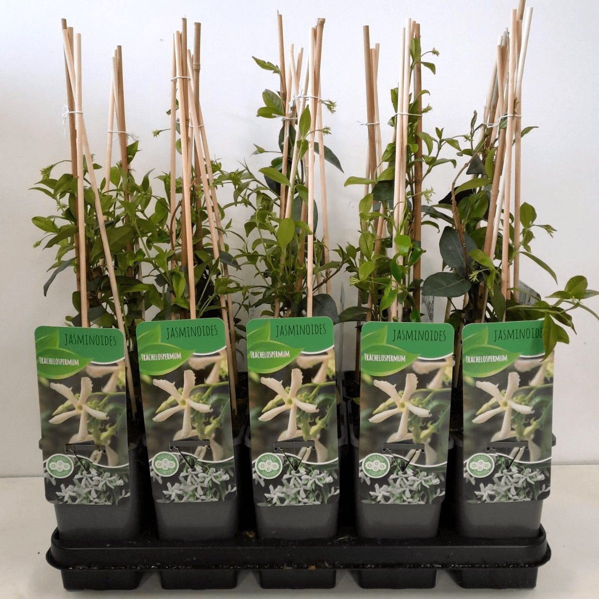 Trachelospermum jasminoides 'Star of Toscane