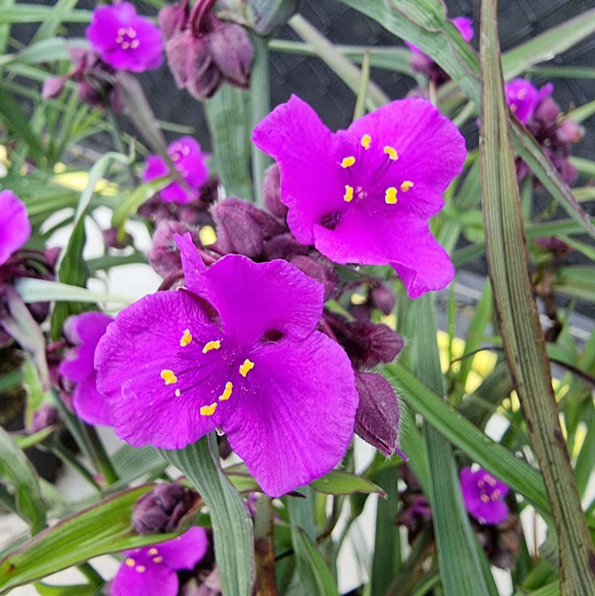 Tradescantia 'JS® Brainstorm' - tradescantia de gradina cu inflorire spectaculoasa si rezistenta excelenta