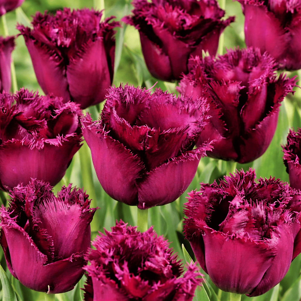 Spektakuläre Tulpenzwiebeln mit gezackten Rändern - Tulipa 'Gorilla'