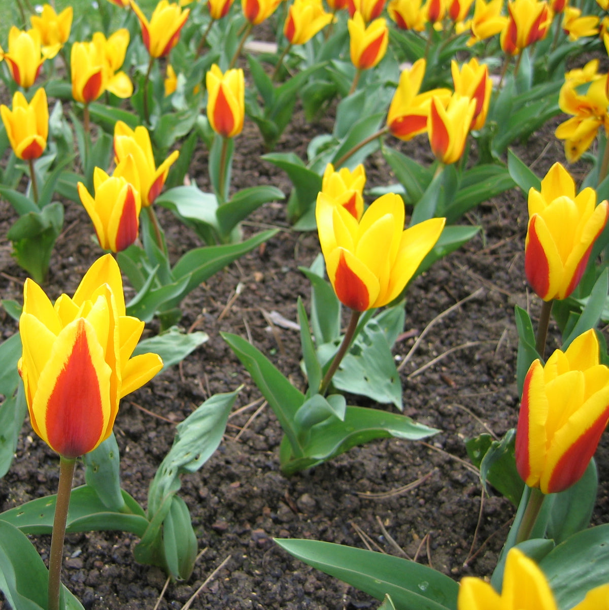 Bulbi de lalele cu flori bicolore in ghiveci - Tulipa Giuseppe Verdi