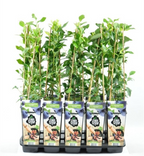 Productive blueberry - Vaccinium corymbosum 'Pioneer'