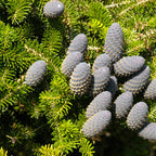 Jodła szlachetna półsrebrzysta - Abies koreana