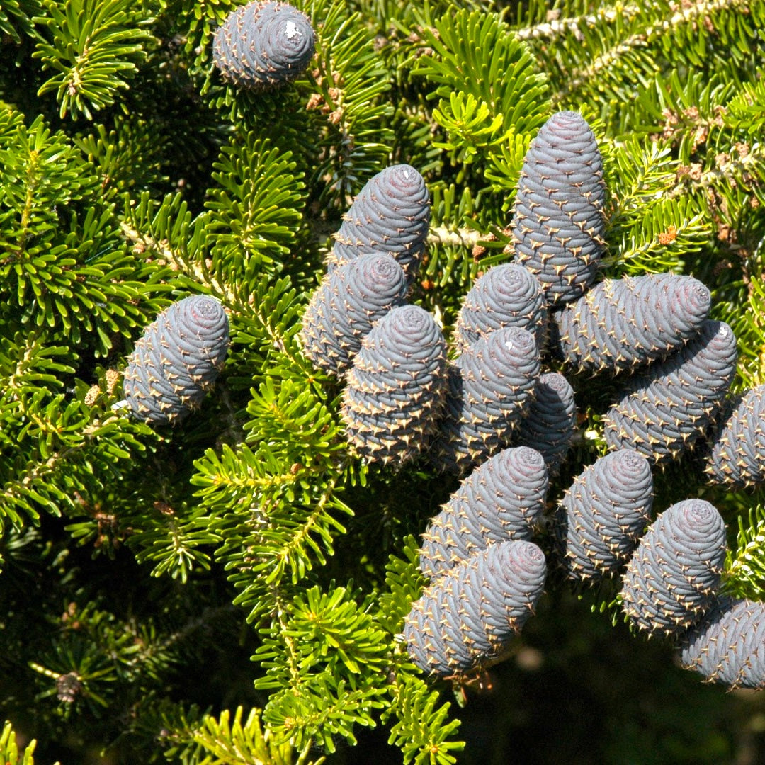Jodła szlachetna półsrebrzysta - Abies koreana