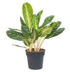 Aglaonema 'Key Lime’ (Keylime) - XL specimens