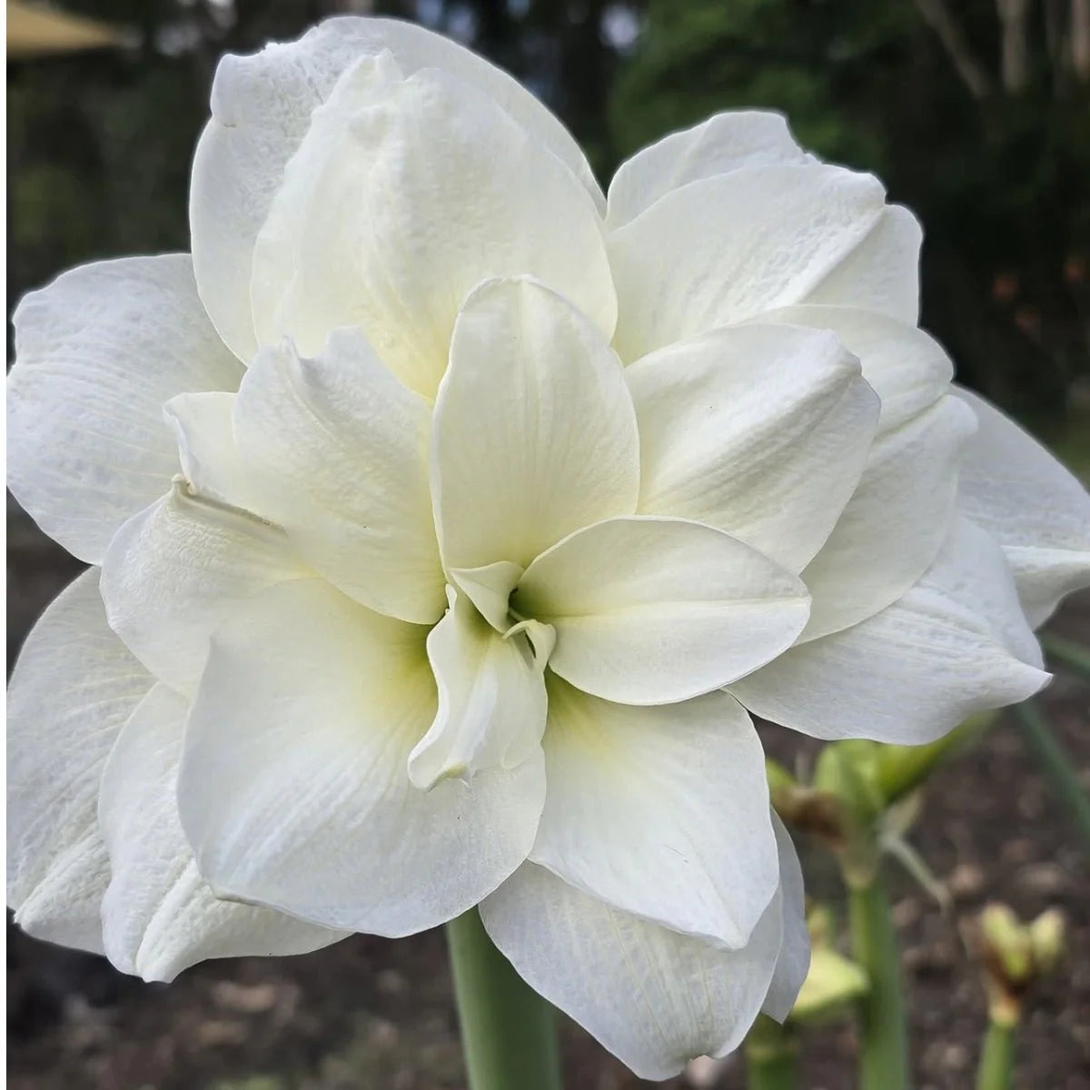 Hippeastrum ‚Alfresco‘ – Amaryllis mit weißen, doppelten, spektakulären Blüten