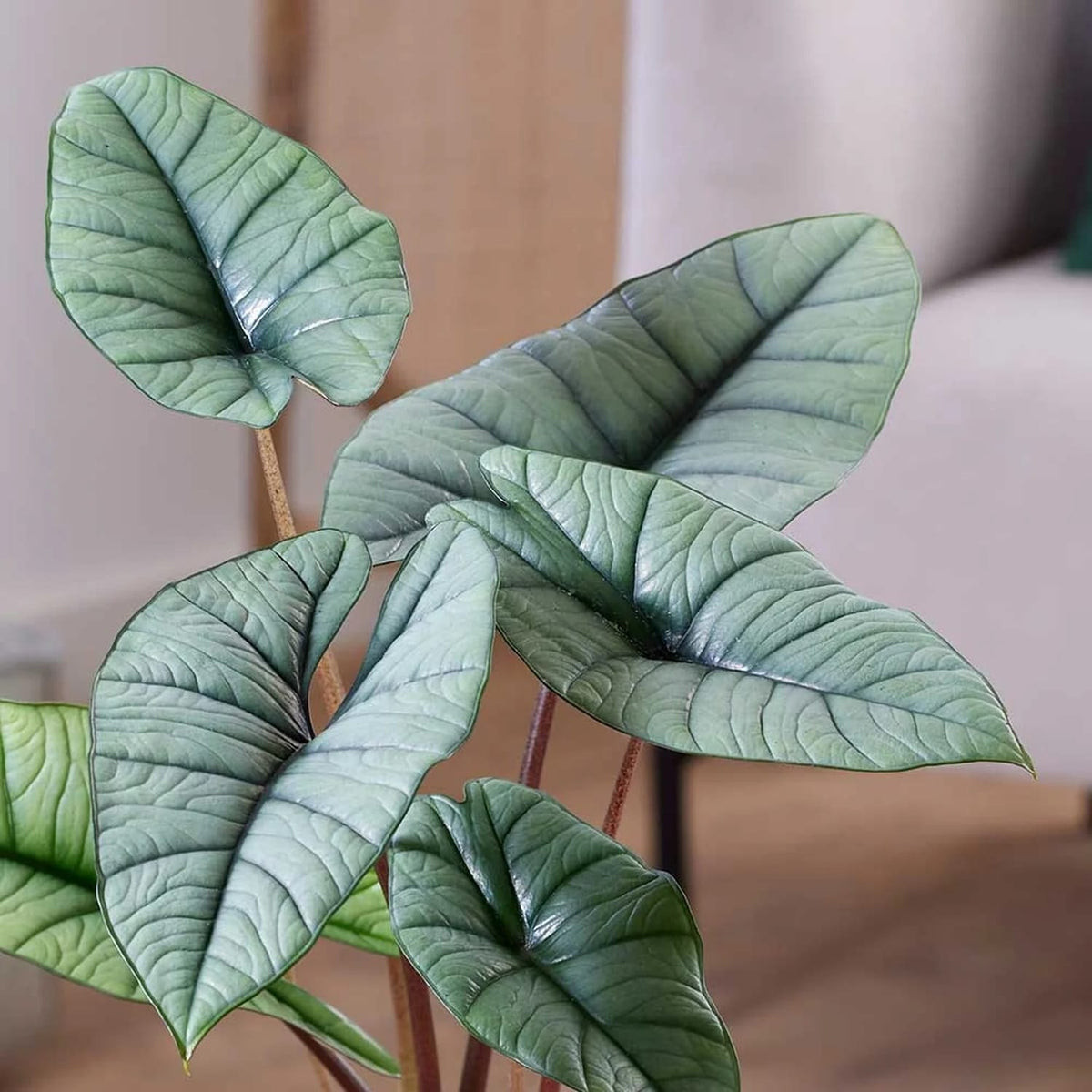 Alocasia 'Bisma Platinum' - varietate rara cu frunzis argintiu-metalizat