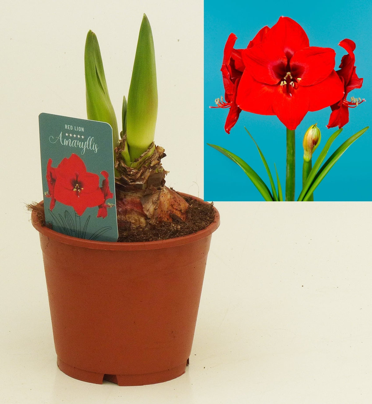 Hippeastrum Red Lion, z czerwoną kwiatem