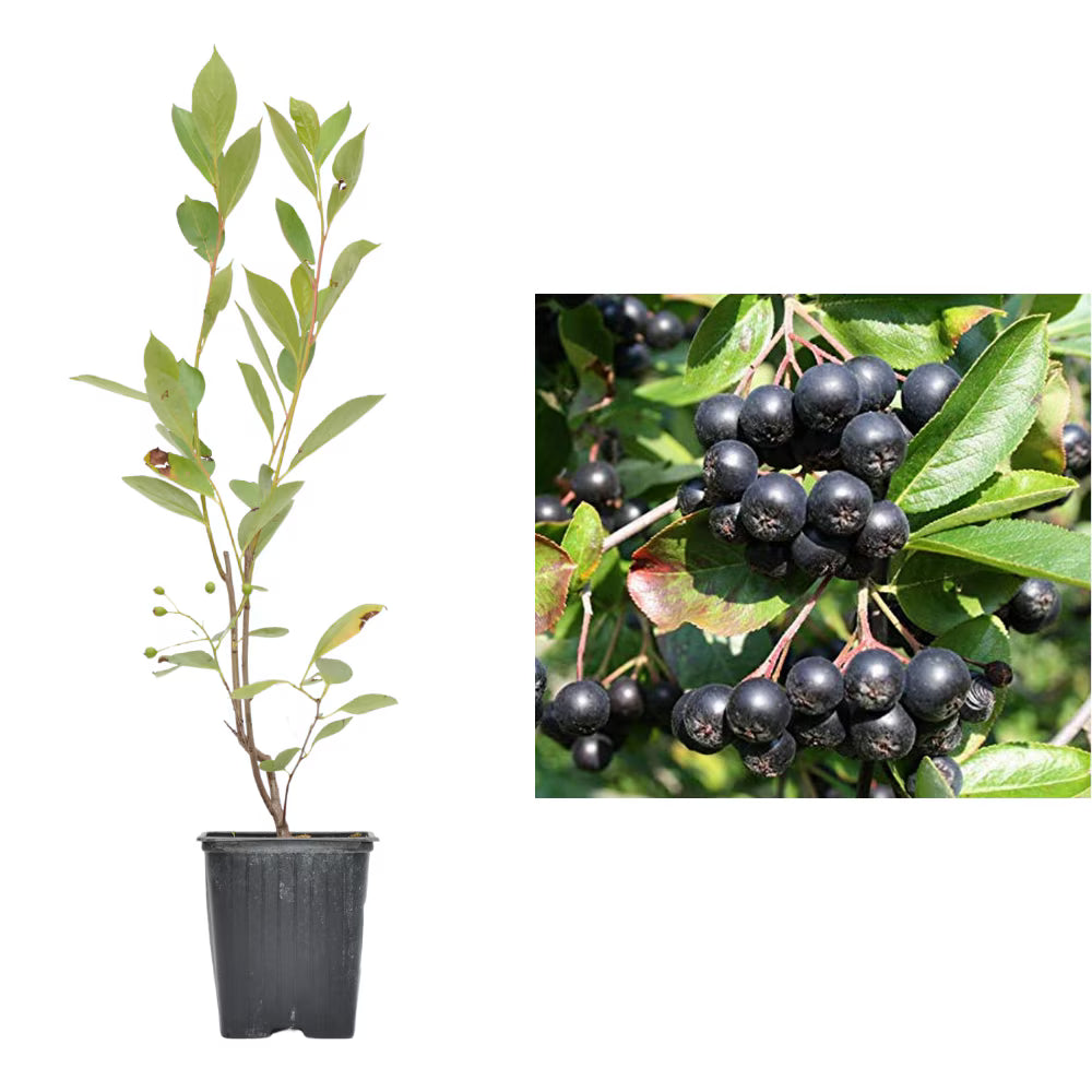 Aronia melanocarpa 'Galicjanka'