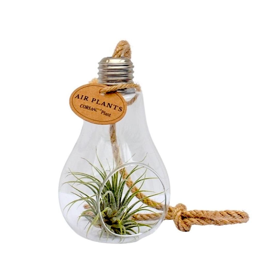 Terarium bec cu Tillandsia - Air plant