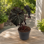 Begonia ‘Dark Side of the Moon’ - rare begonia