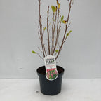 Clethra alnifolia ‘Ruby Spice’ - arbust parfumat cu flori roz-intens