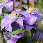 Clematite - Clematis 'Justa'