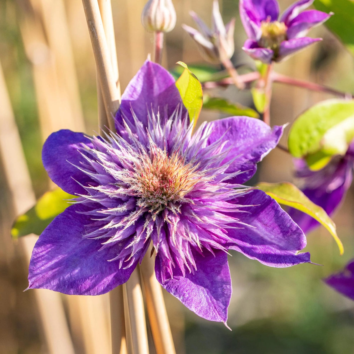 Clematis 'Multi Blue' - Clematite cu flori mari, duble si infloriri repetate