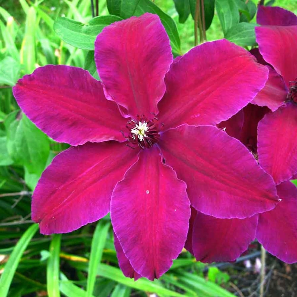 Clematite - Clematis Westerplatte (Early Large-flowered Group)