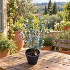 Eucalipt - Eucalyptus gunnii 'Blue Ice'