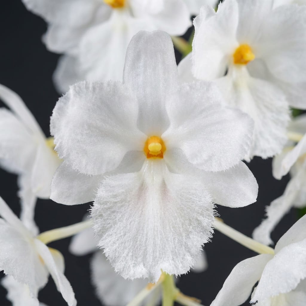 Dendrobium farmeri fma. petaloid album 'Hsinying' SM/TOGA