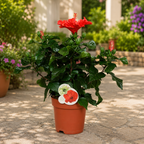 Hibiscus Fiore Grande ‘Marseille’ - large specimens