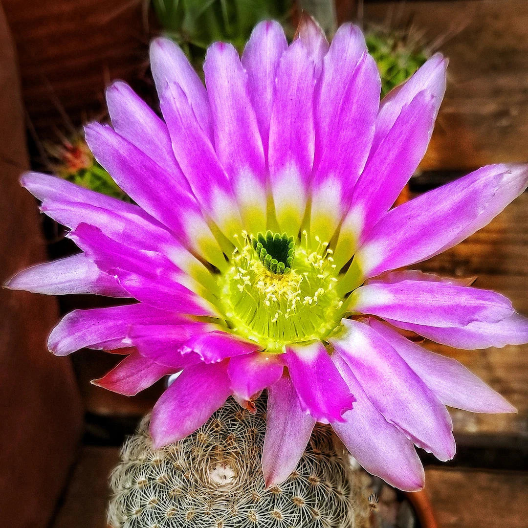 Echinocereus pectinatus (Rainbow Cactus) – hedgehog cactus with spectacular flowers