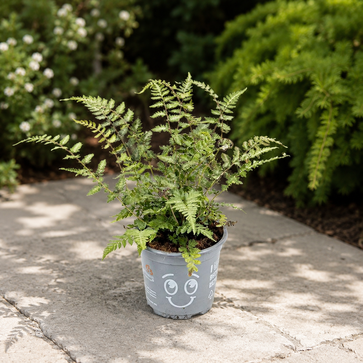 Athyrium niponicum „Metallicum“ – Japanischer Gartenfarn