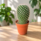 Mammillaria matudae - Cactus columnar cu flori roz
