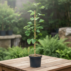 Ginkgo biloba - Arborele pagodelor