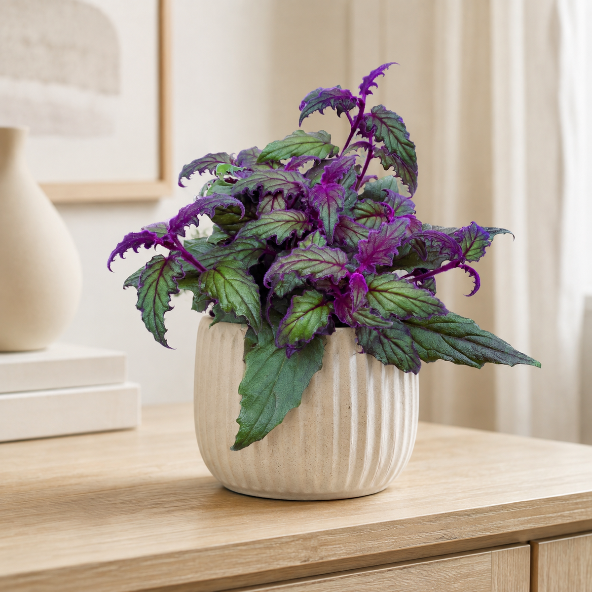 Gynura aurantiaca « Purple Passion » (plante aux feuilles de velours)