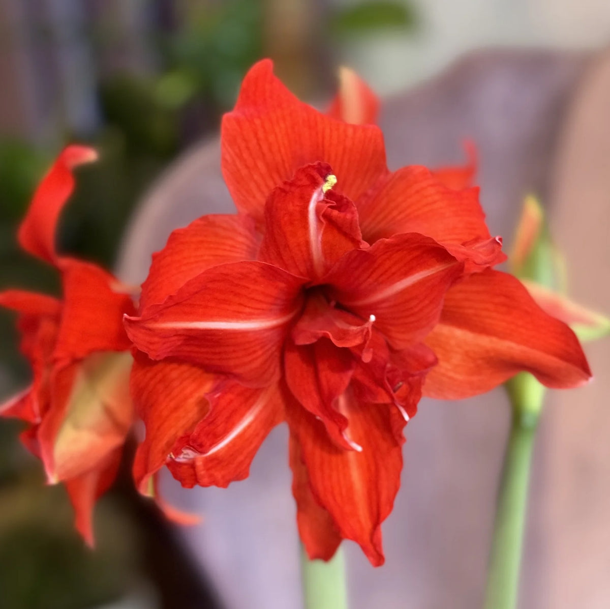 Hippeastrum ‘Fanfare’ – amaryllis spectaculos, cu flori rosii intense si forma dramatica