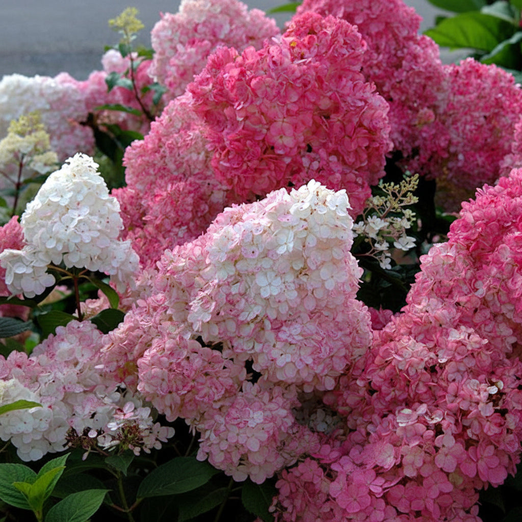 Hydrangea paniculata 'Sundae Fraise'® ('Rensun')