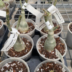 Adenium obesum 'Ήλιος'