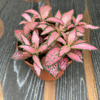 Fittonia Mosaic 'Pink Forest Flame', mozaiková rostlina