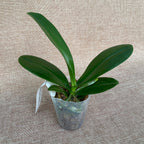 Phalaenopsis Lucky Leopard (pélorique)
