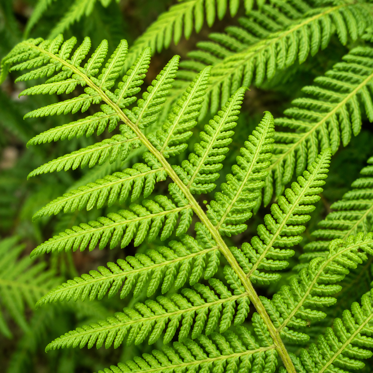 Cyathea cooperi (Australian Tree Fern) - exotic tree fern