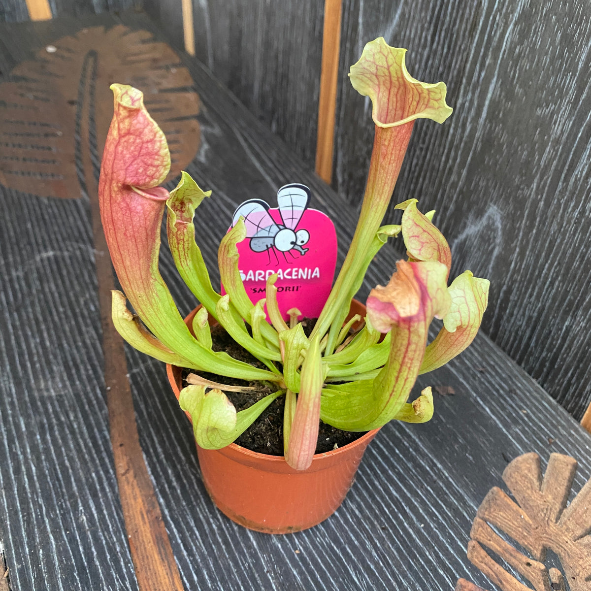 Sarracenia Smoorii - Pitcher Plant