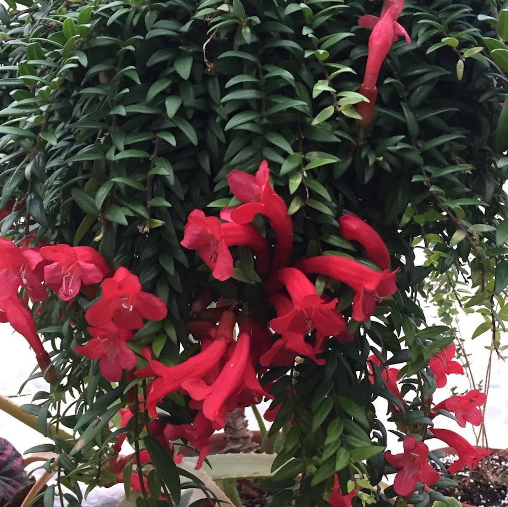 Aeschynanthus „Japhrolepis“ – Lippenstiftpflanze mit roten Blüten