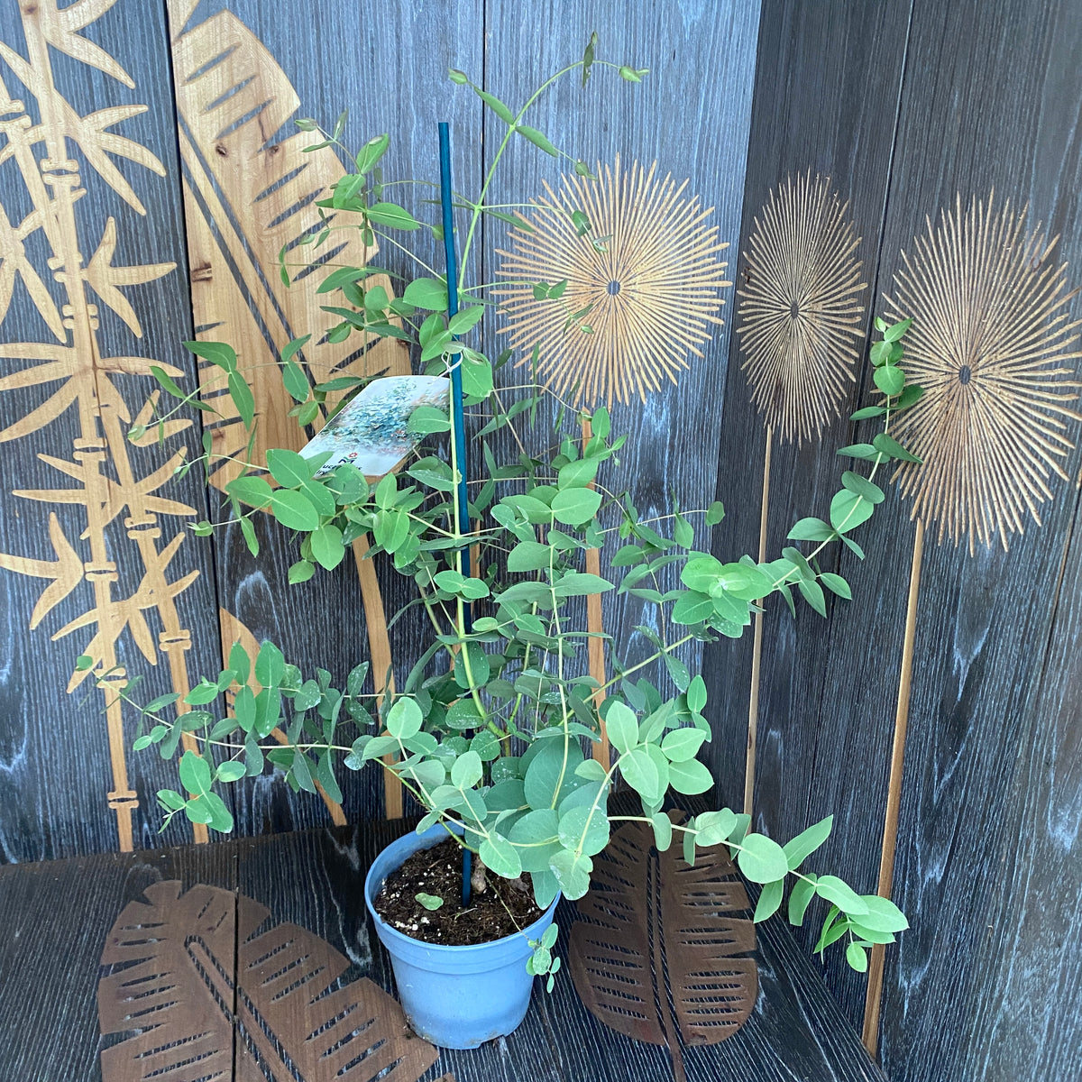 Eucalipt - Eucalyptus dalrympleana (Mountain Gum)