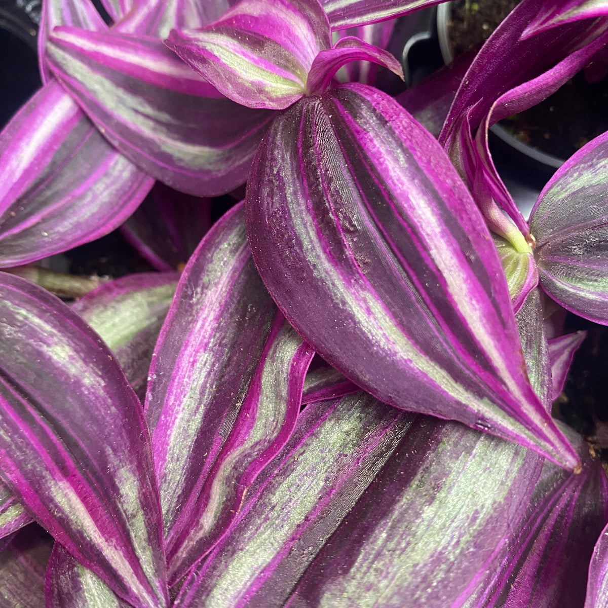 Tradescantia ‘Pink Paradise’ (babyplant) - planta curgatoare cu frunzis roz delicat