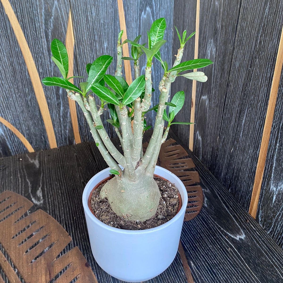 Adenium obesum mix D14