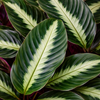 Calathea Undulata - baby plant