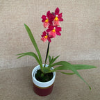 Burrageara Francine 'Roseglow'