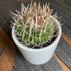 Echinofossulocactus phyllacanthus