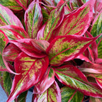 Aglaonema ‘Crete Flame’ (Red Fire) – frunzis spectaculos in nuante intense de rosu si verde