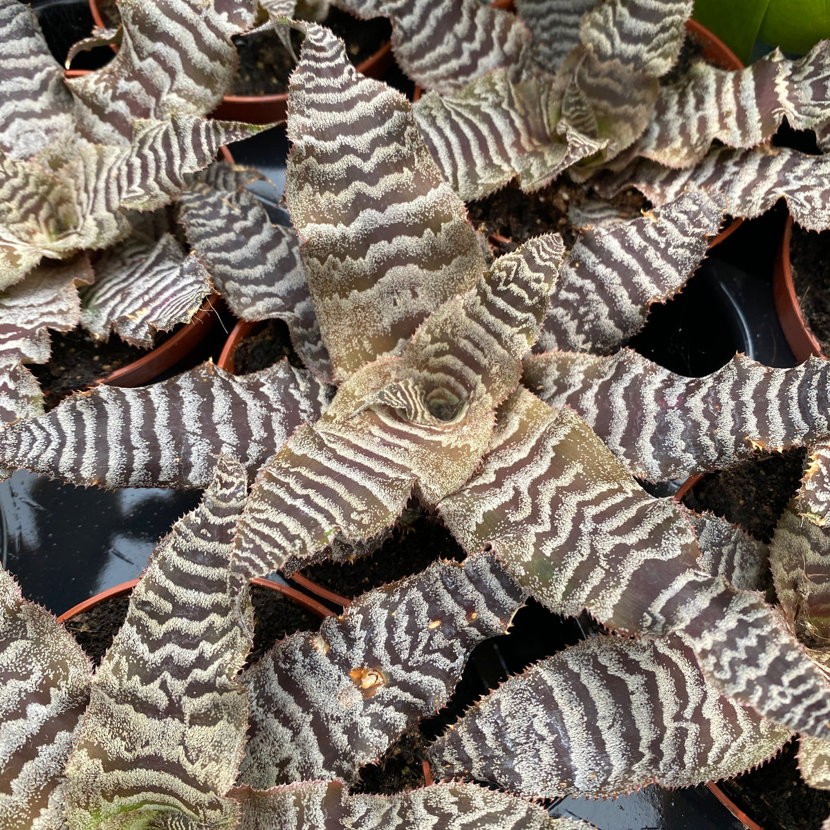 Cryptanthus zonatus - Steaua Pamantului cu frunze dungate