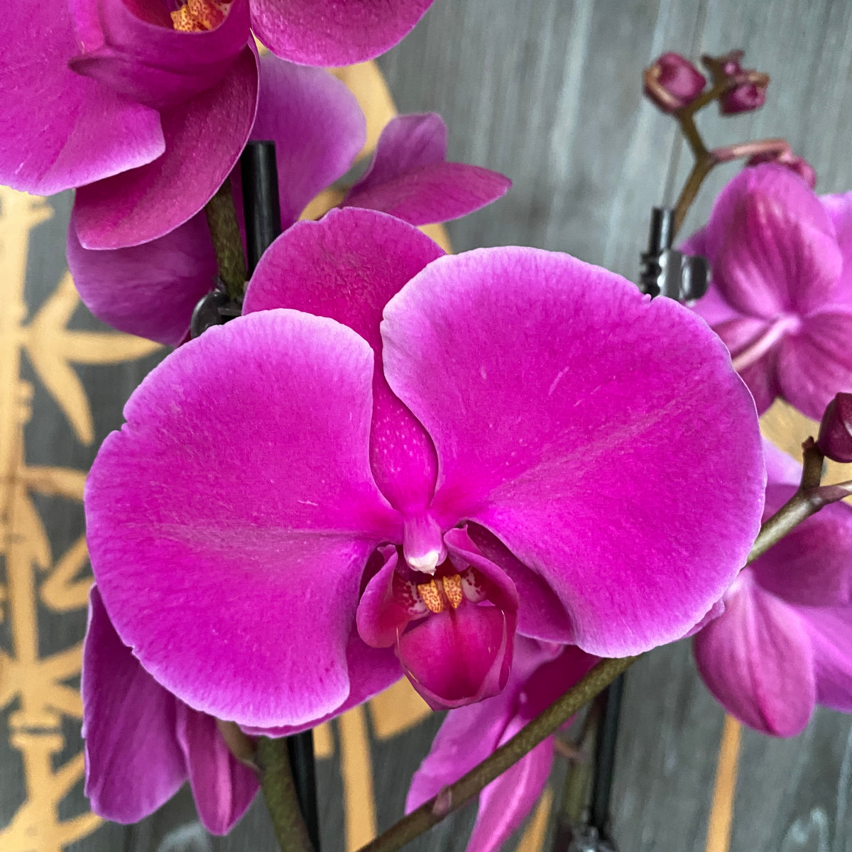 Phalaenopsis Joyride