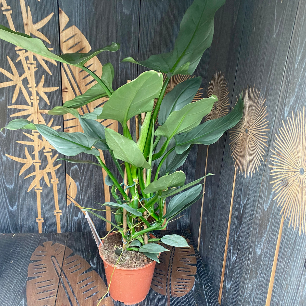 Philodendron Silver Queen (2-3 plants/pot)