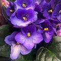 Saintpaulia Trendy Purple - tweekleurige paarse