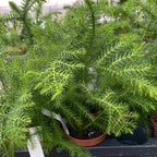 Araucaria heterophylla (Norfolk Island pine) 2 plants/pot
