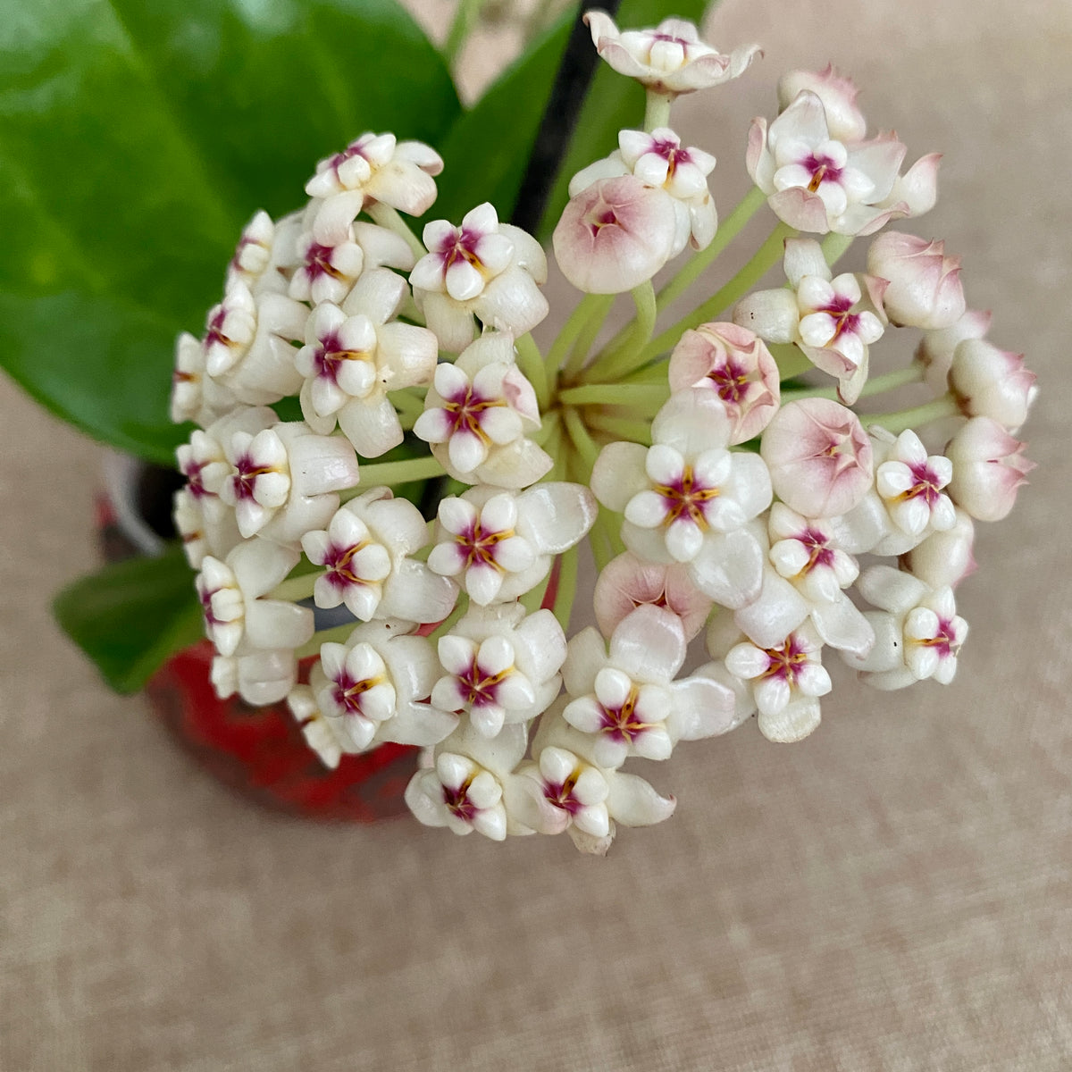 Hoya pachyclada 'Red Corona' - fragrant flowers