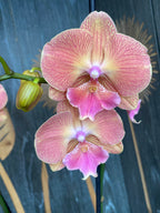Phalaenopsis 'Grape Fruit' große Lippe